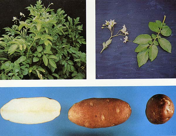 Russet Burbank (Solanum tuberosum) – Potato Association of America